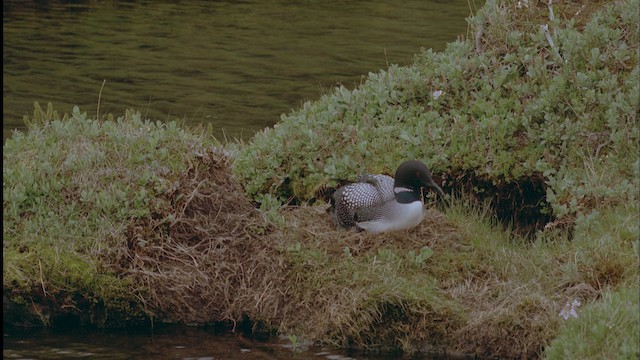 Common Loon - ML458574