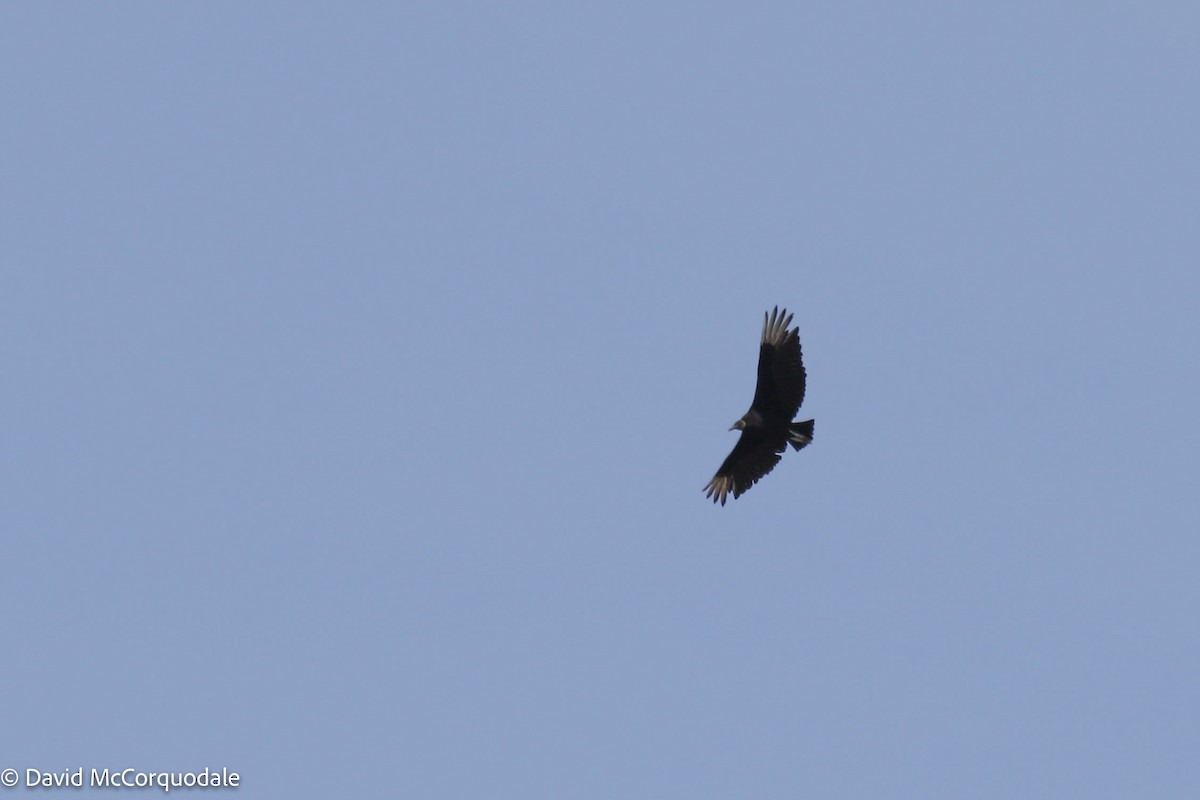 Black Vulture - ML458574401