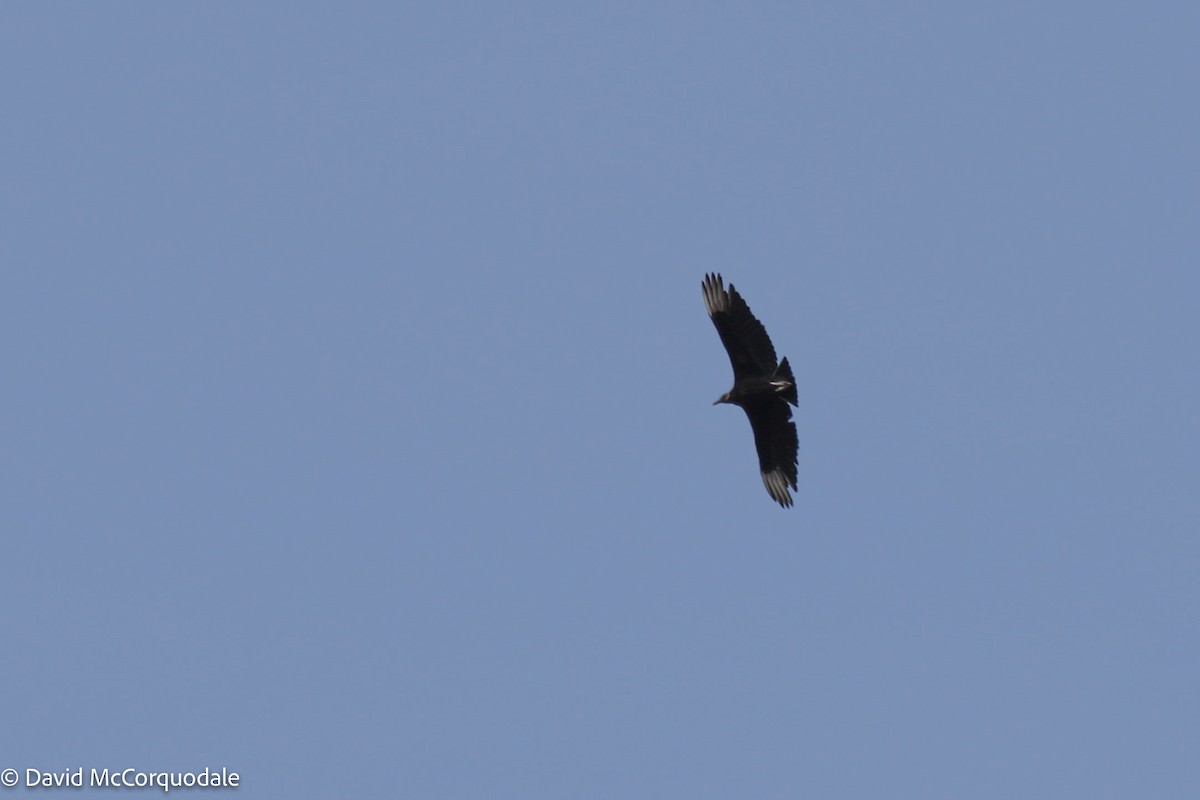 Black Vulture - ML458574411