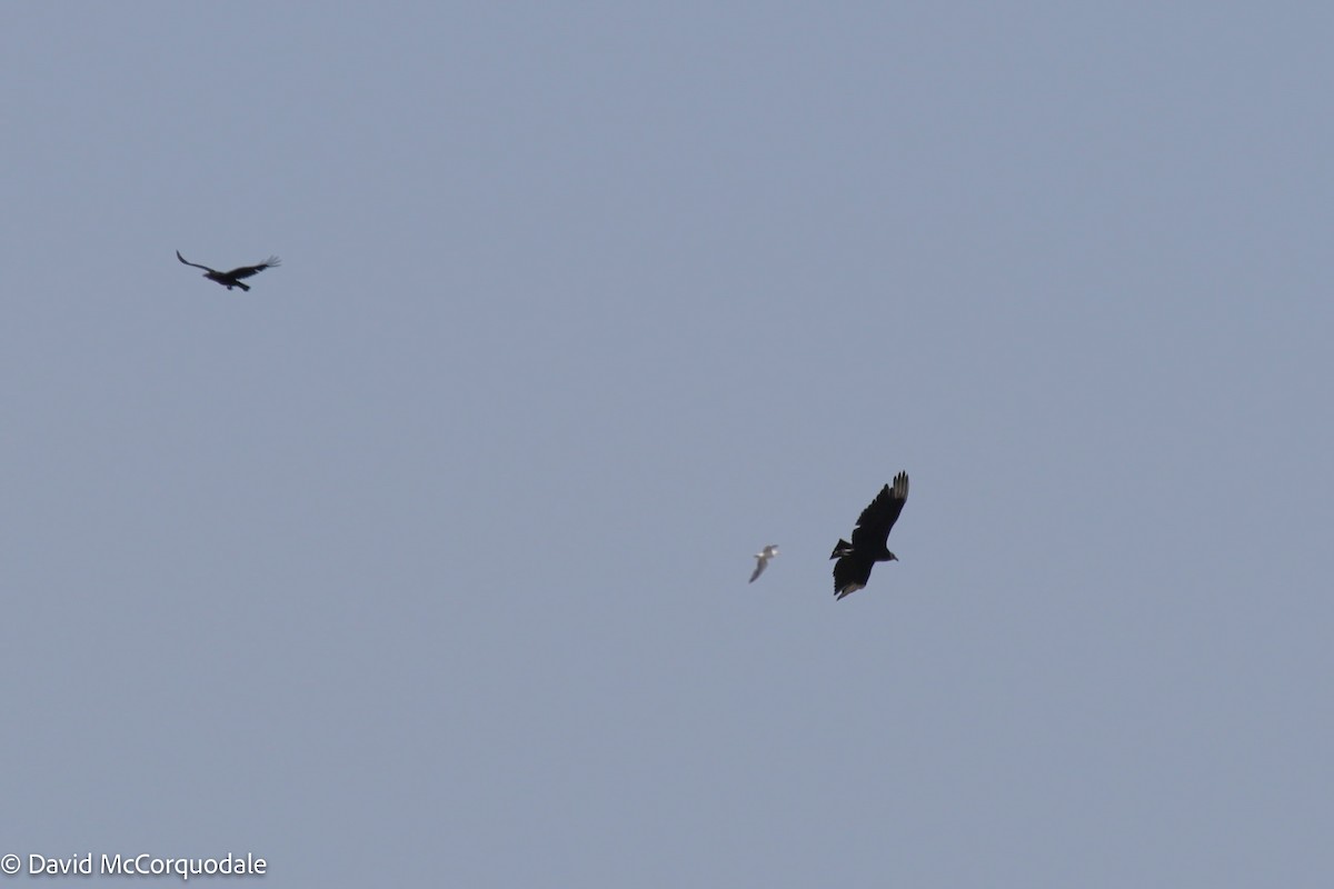 Black Vulture - ML458574471