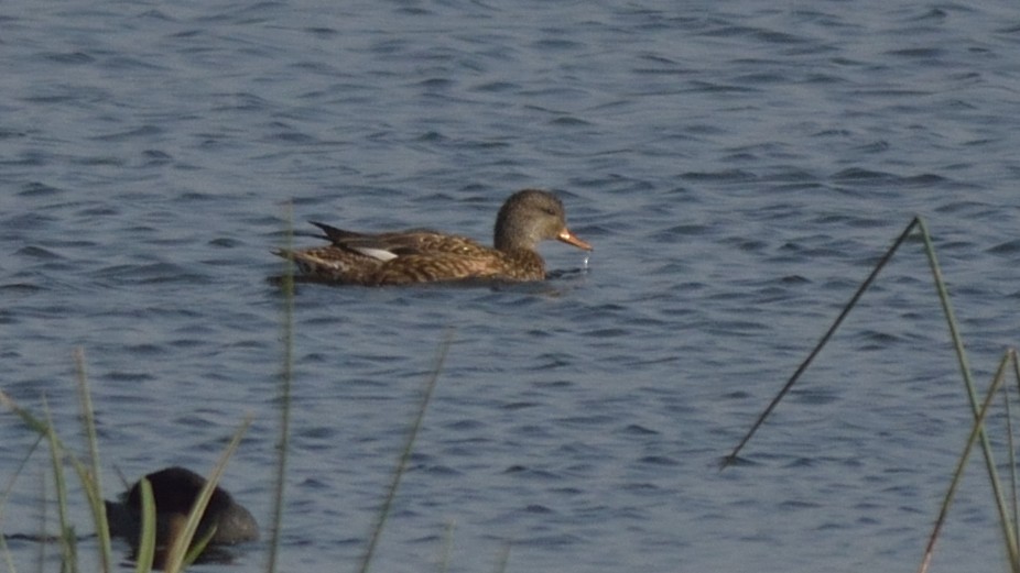 Gadwall - ML45857461