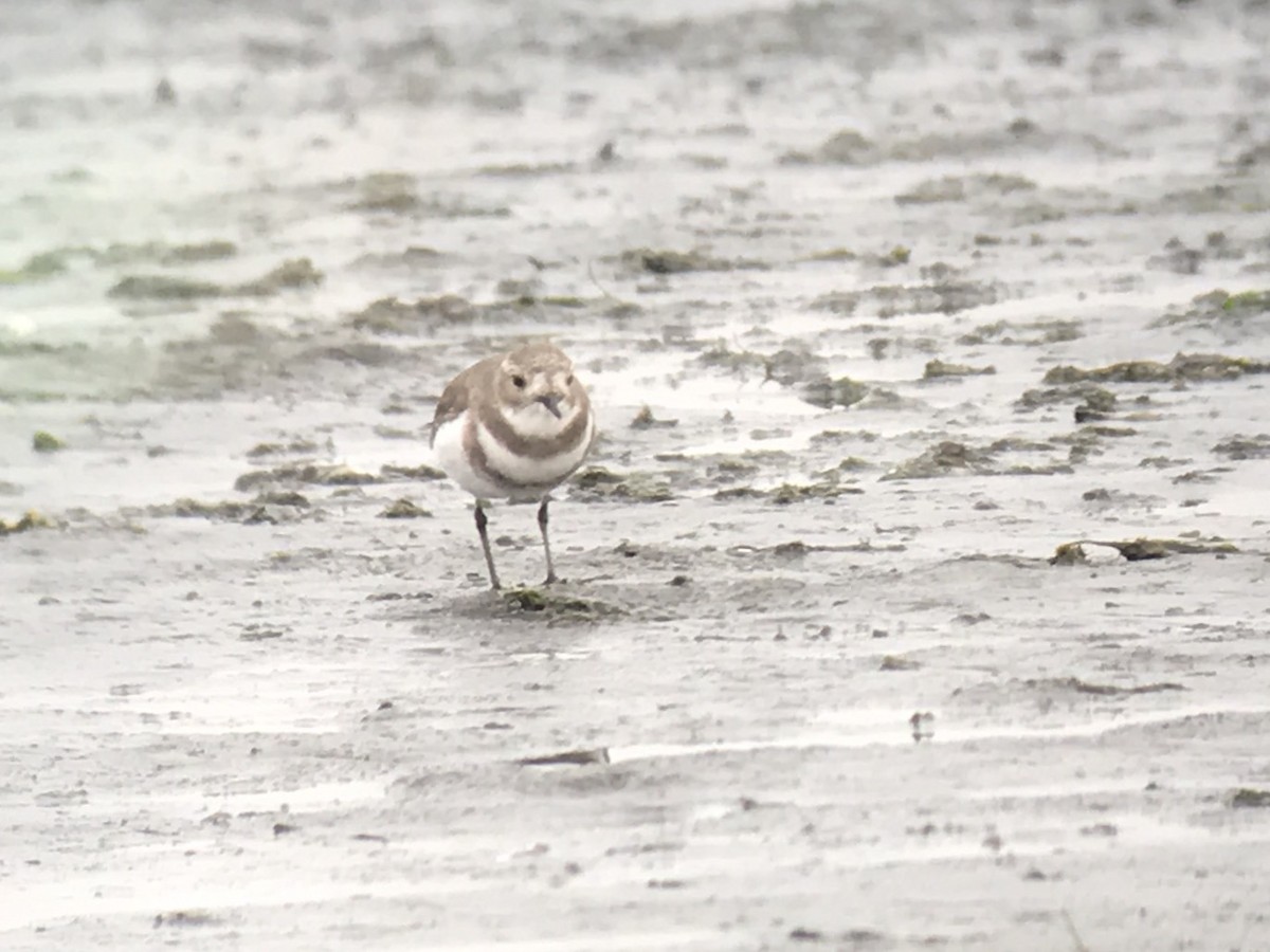 Two-banded Plover - Gustavo Bautista @GUSBIRDING