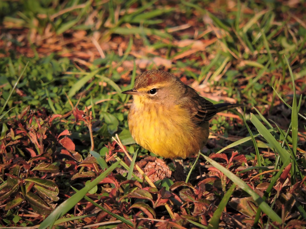 Palm Warbler - ML45857501