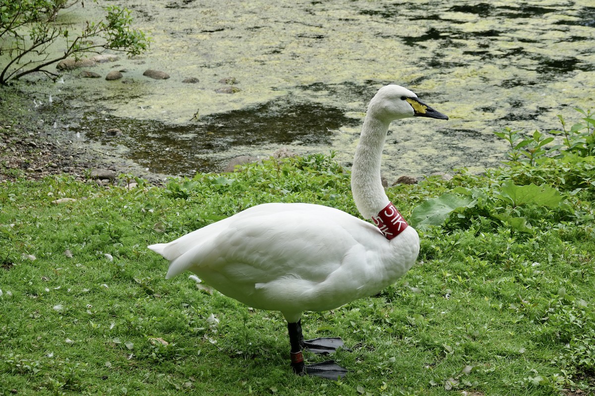 Trumpeter x Whooper Swan (hybrid) - Bart Williams