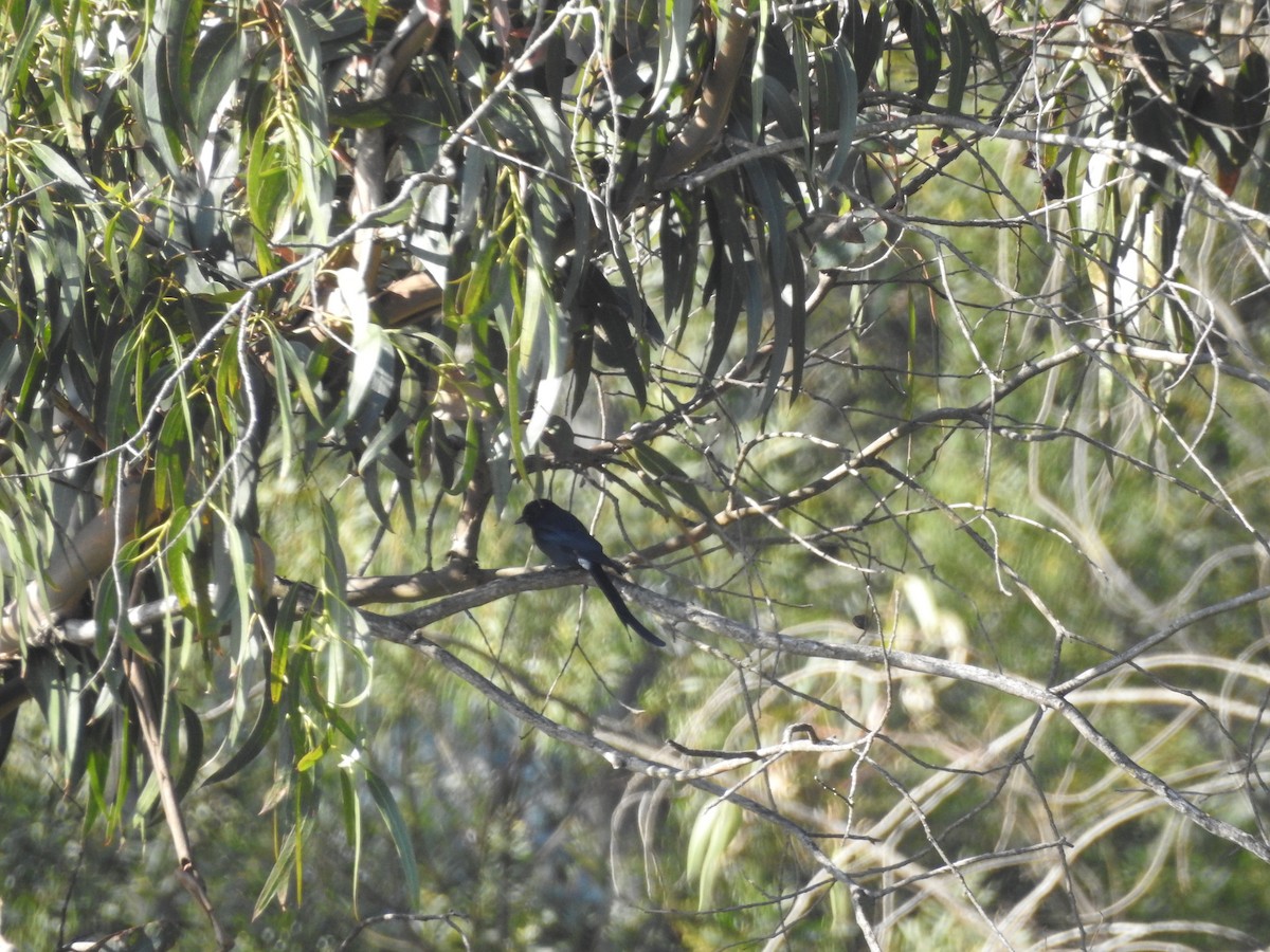 Ashy Drongo - ML45857621