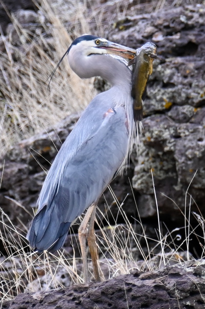 Great Blue Heron - ML458576221