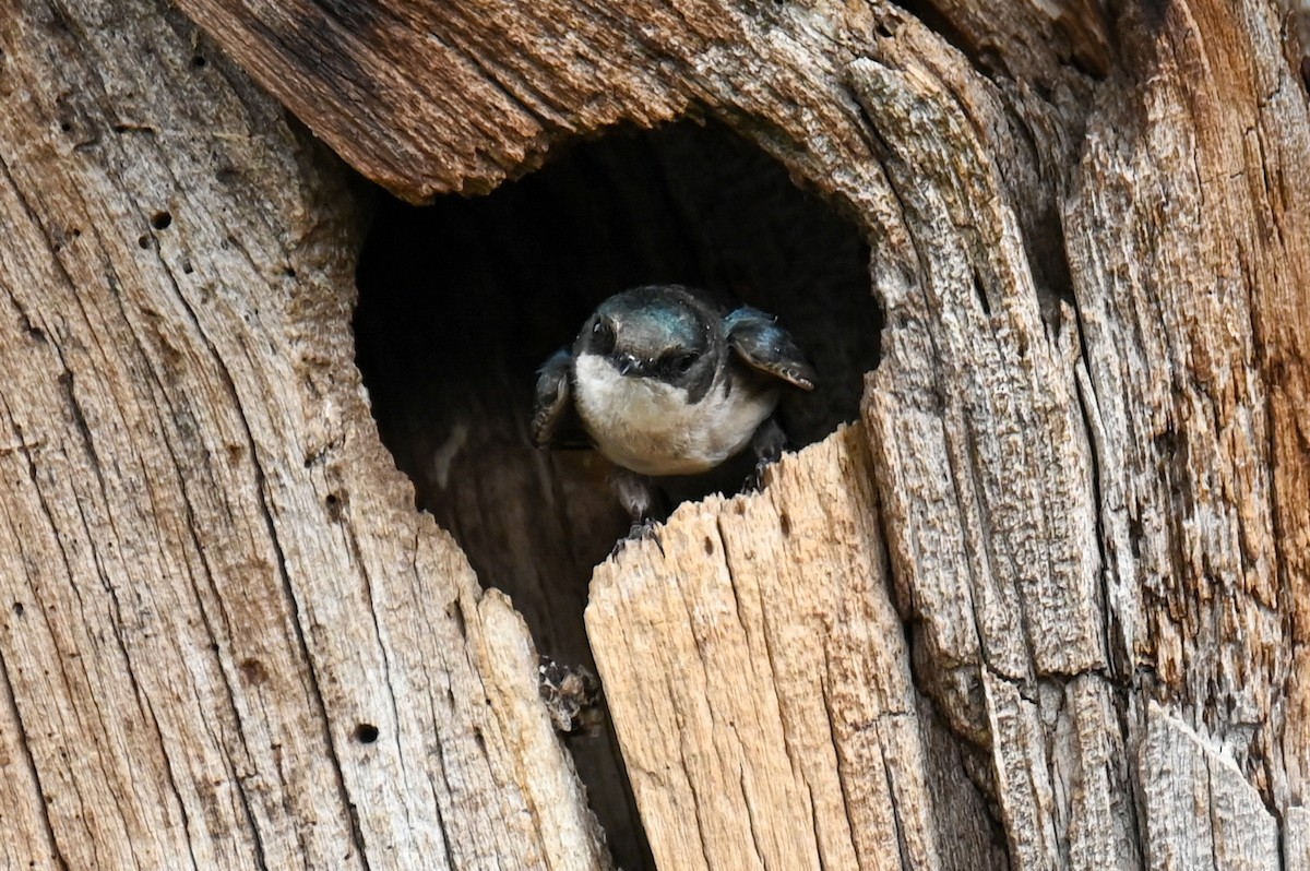 Tree Swallow - ML458576271