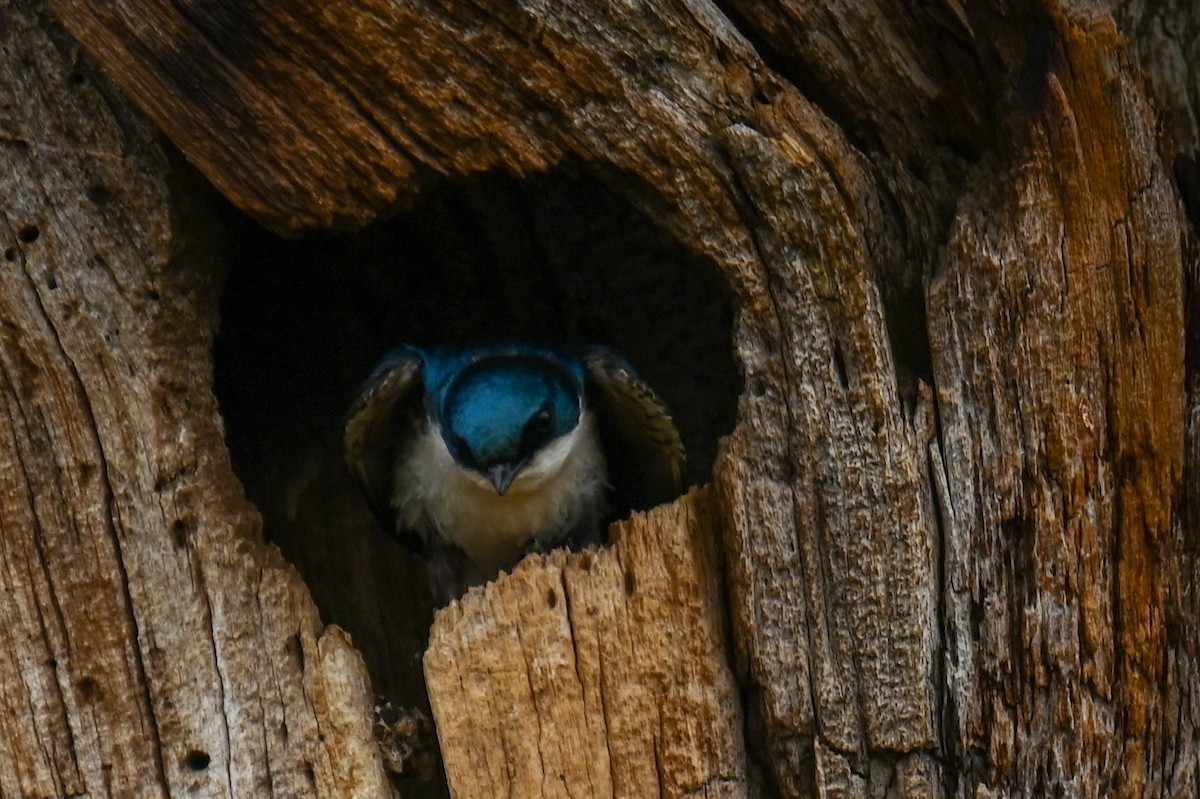 Tree Swallow - ML458576281