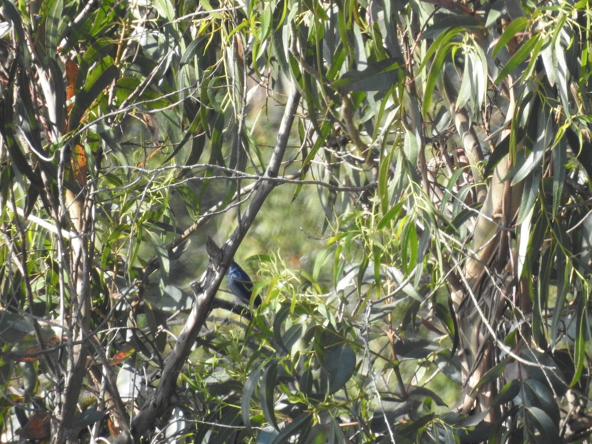 Drongo Cenizo - ML45857631