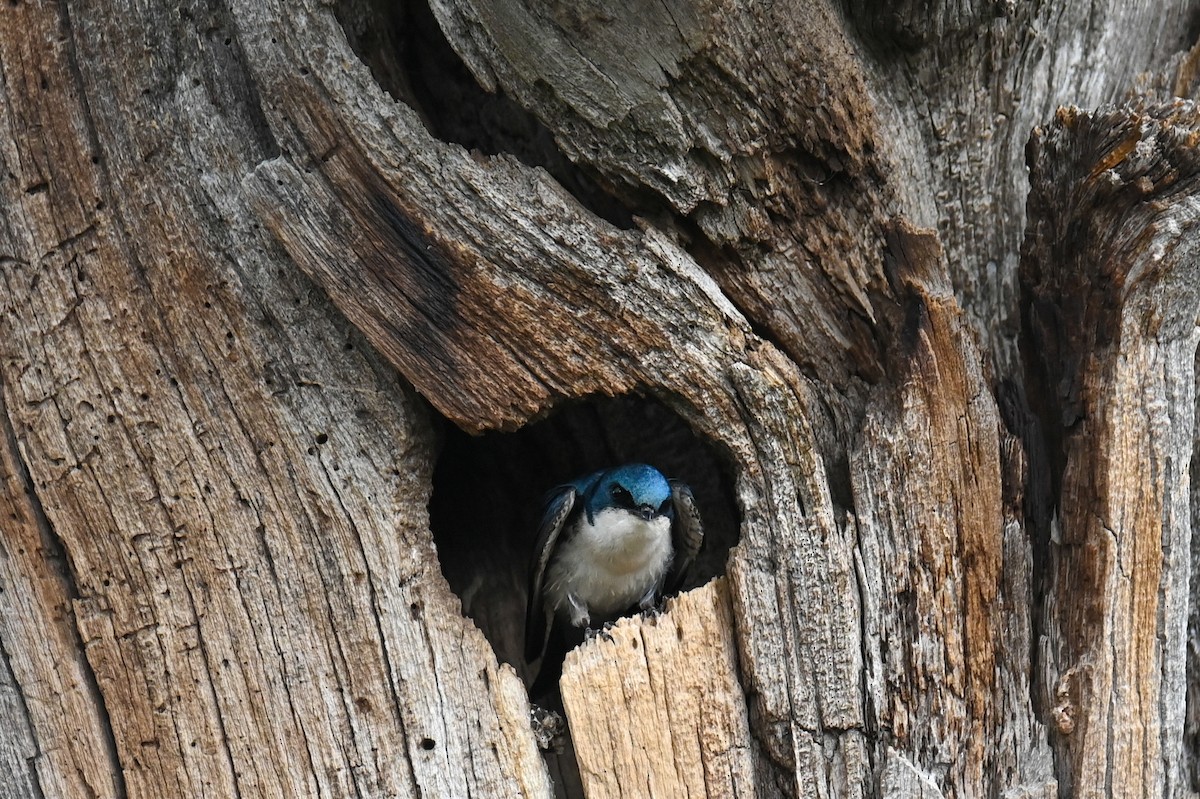 Tree Swallow - ML458576351