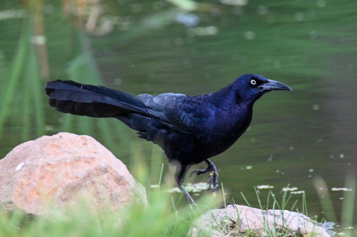 Great-tailed Grackle - ML458577031