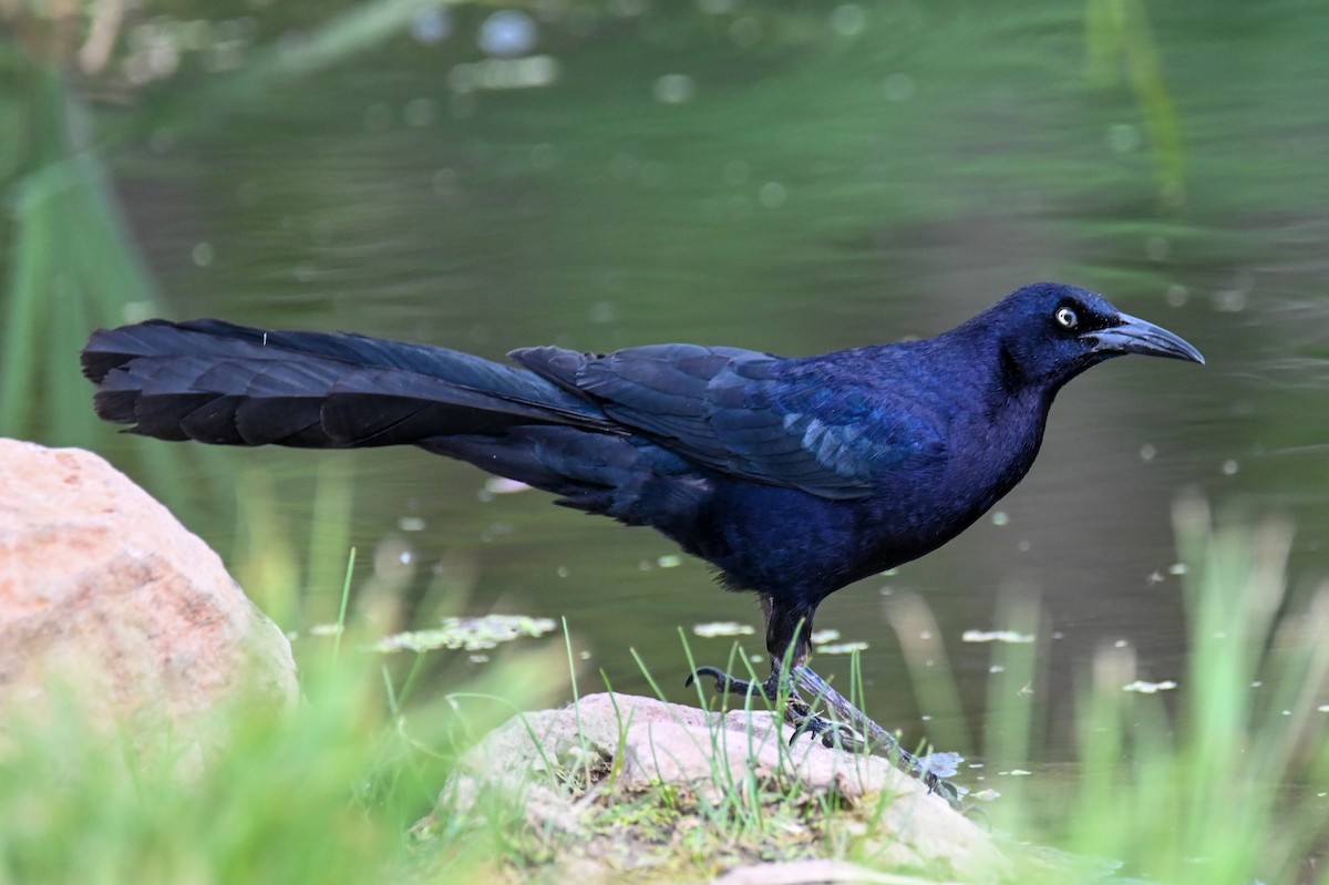Great-tailed Grackle - ML458577041