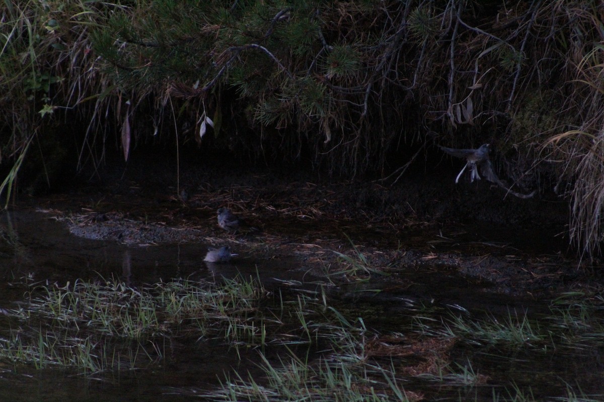 Dark-eyed Junco - ML45857731