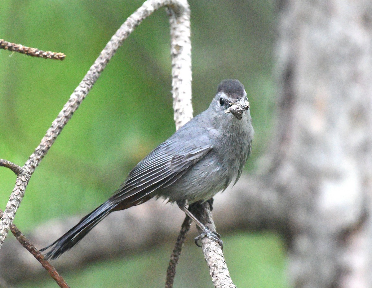 Pájaro Gato Gris - ML458577351