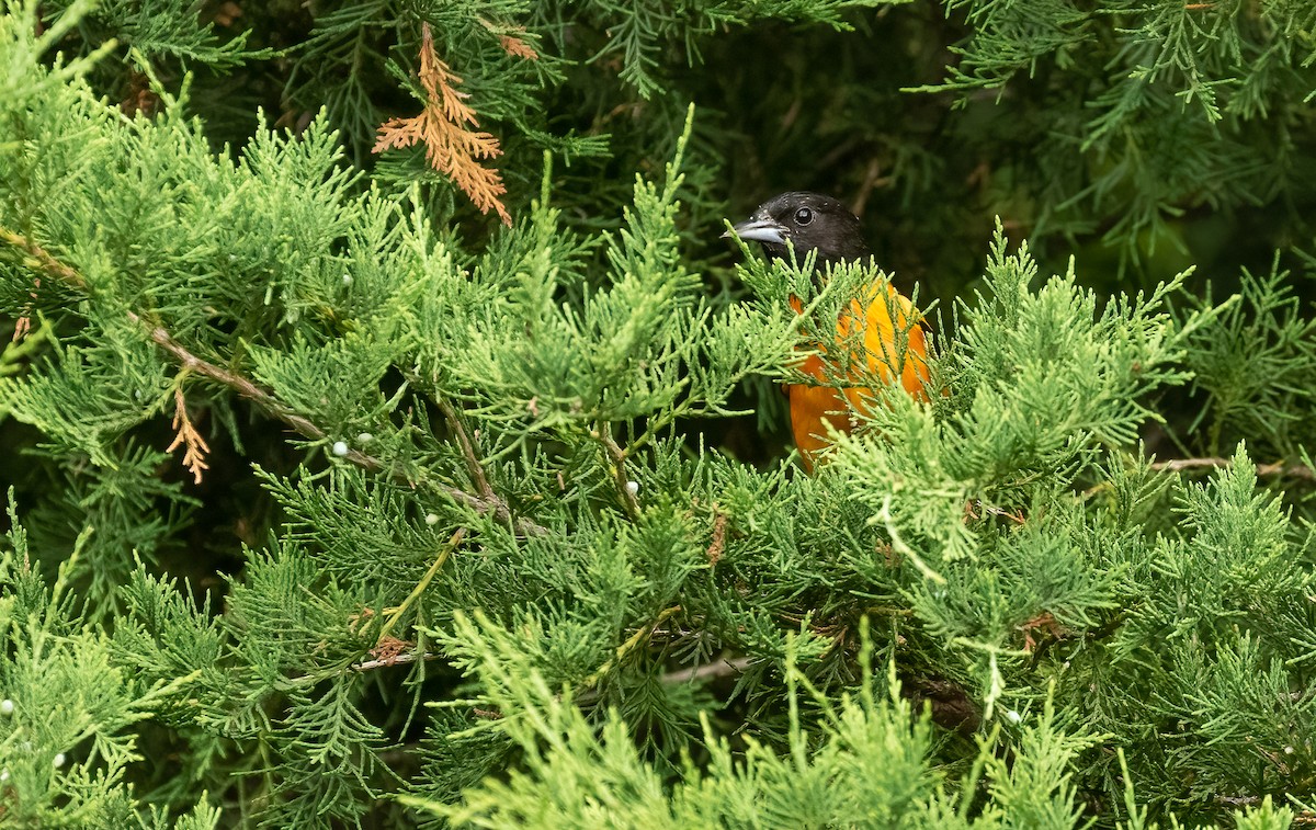 Baltimore Oriole - ML458578601