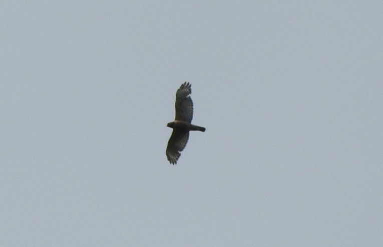 Red-shouldered Hawk - ML458578961