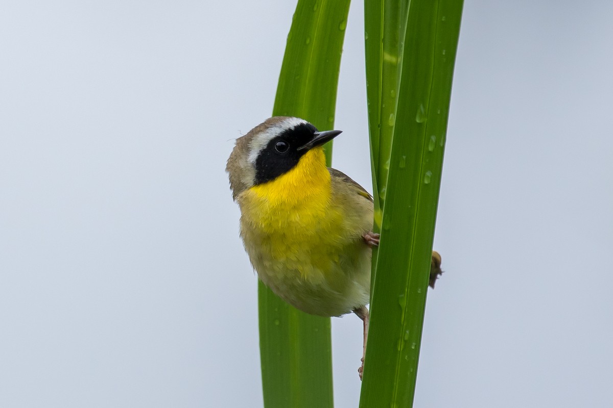 Common Yellowthroat - ML458579281