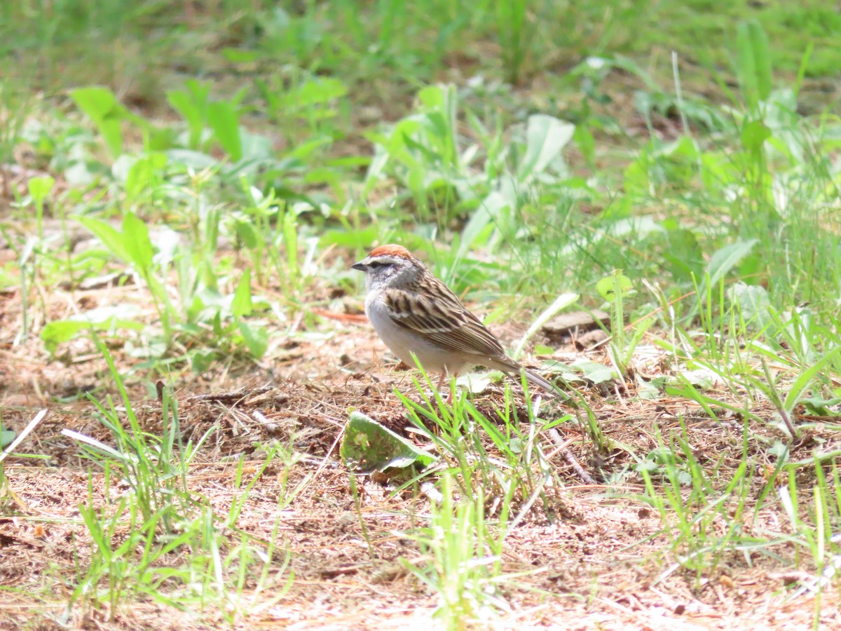 Chipping Sparrow - ML458579941