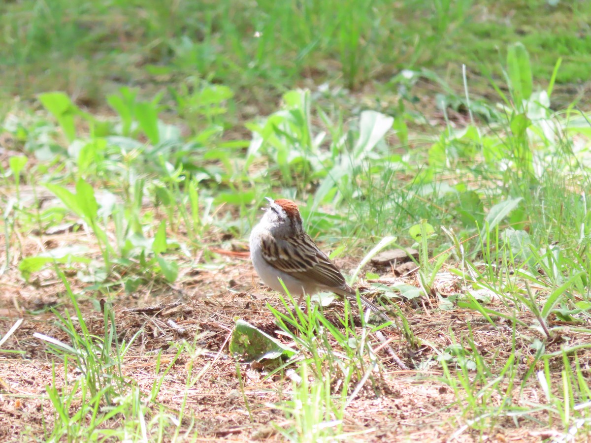 Chipping Sparrow - ML458580531