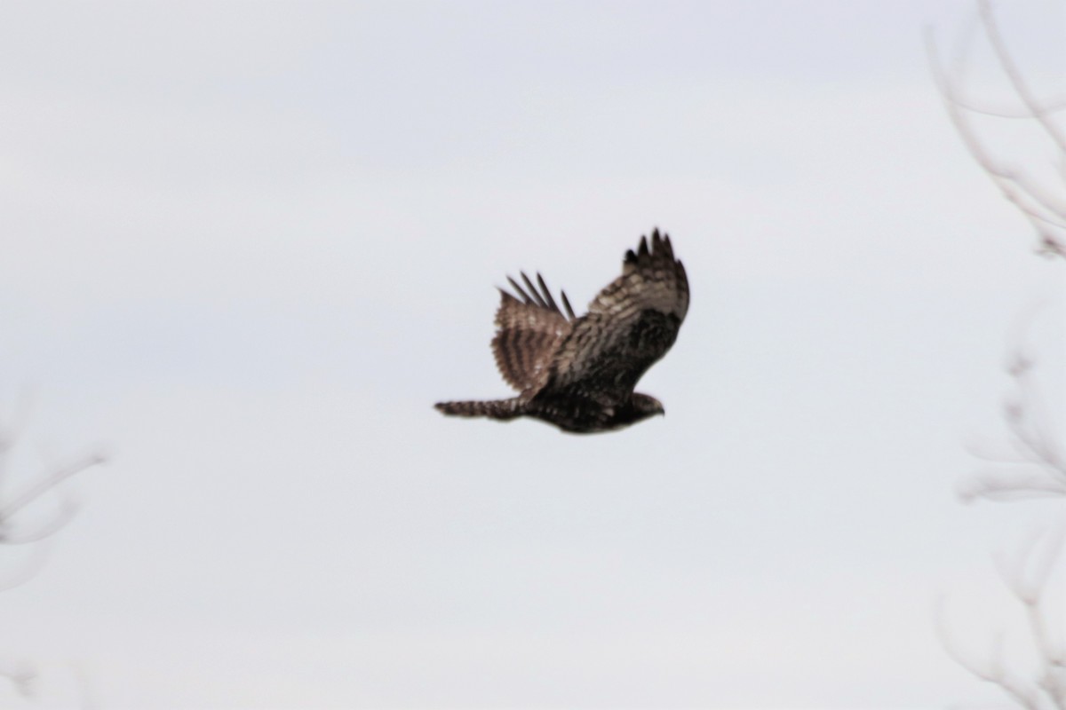 Red-tailed Hawk - ML458581561