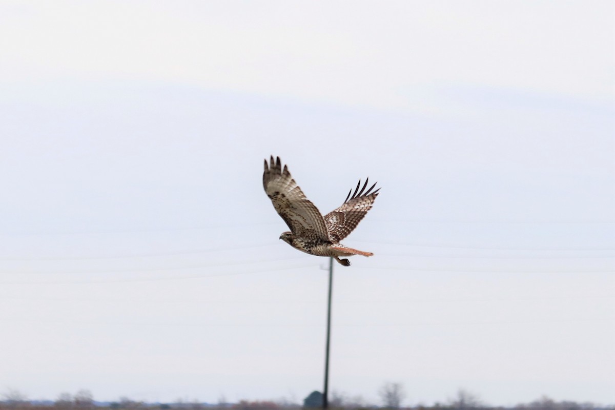 Red-tailed Hawk - ML458581591