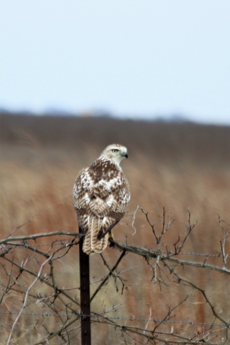 Red-tailed Hawk - ML458581601