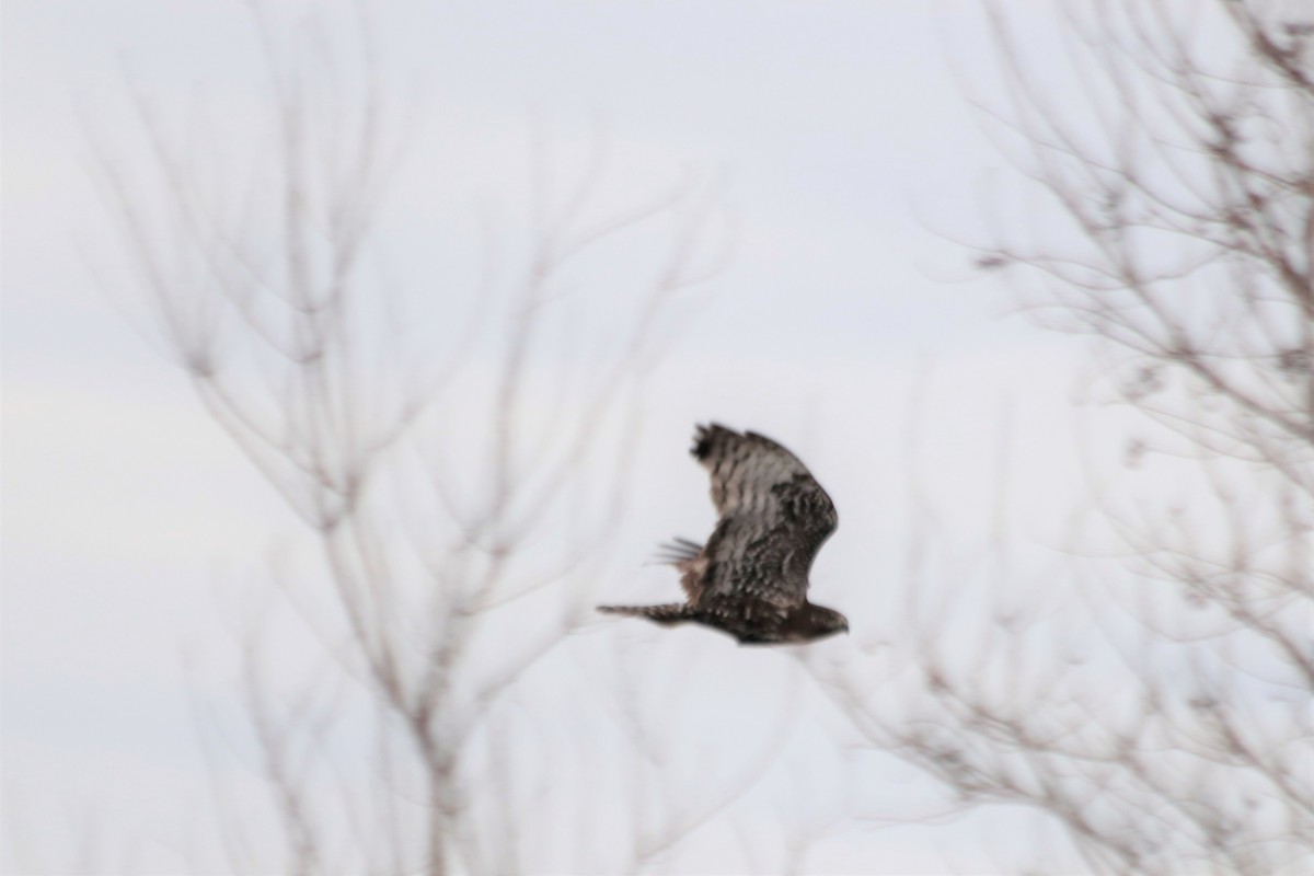Red-tailed Hawk - ML458581611