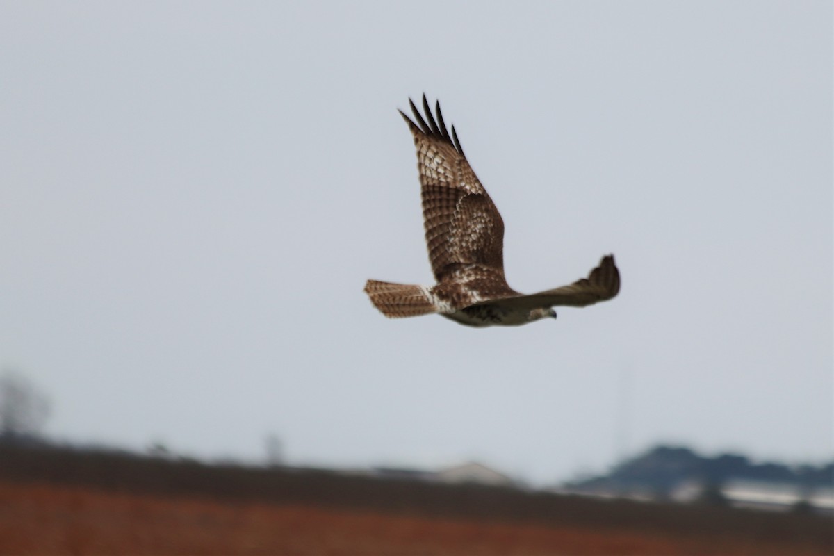 Red-tailed Hawk - ML458581621