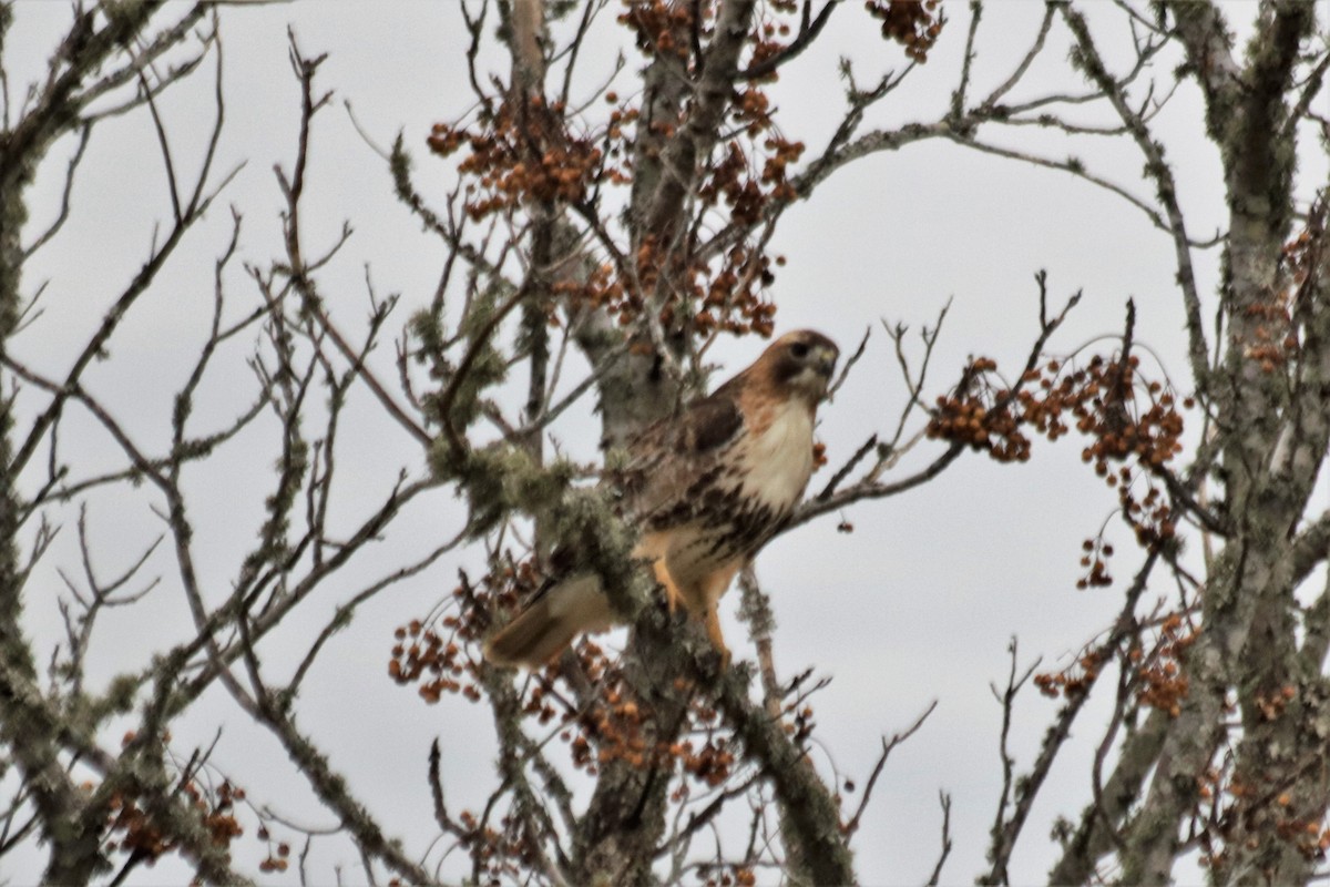Red-tailed Hawk - ML458581651