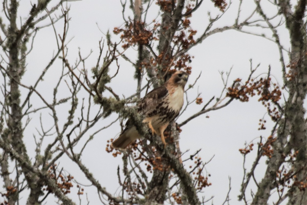 Red-tailed Hawk - ML458581681