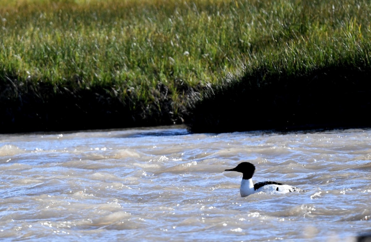 Common Merganser - ML458581901