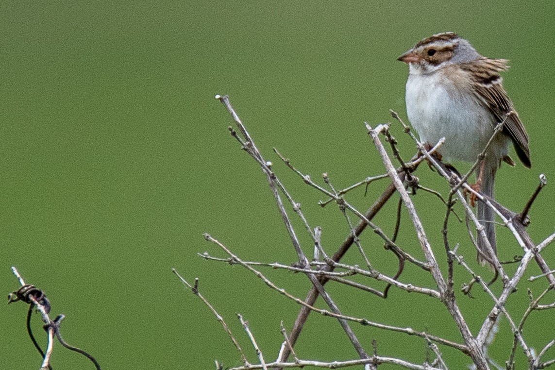 Clay-colored Sparrow - ML458582491