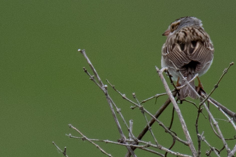 Clay-colored Sparrow - ML458582511