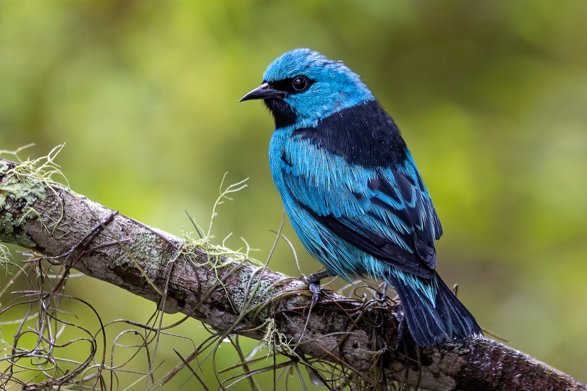 Black-legged Dacnis - Fernando Farias