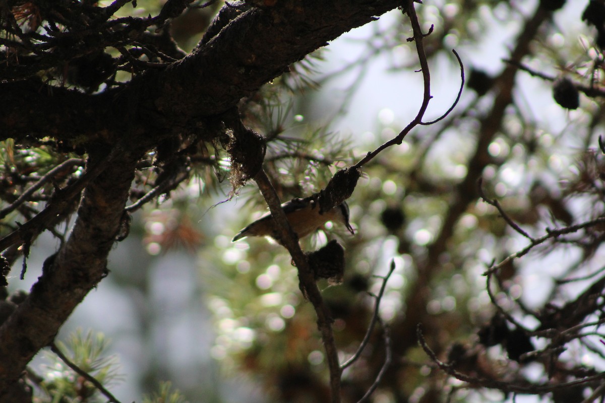 Red-breasted Nuthatch - ML45858341