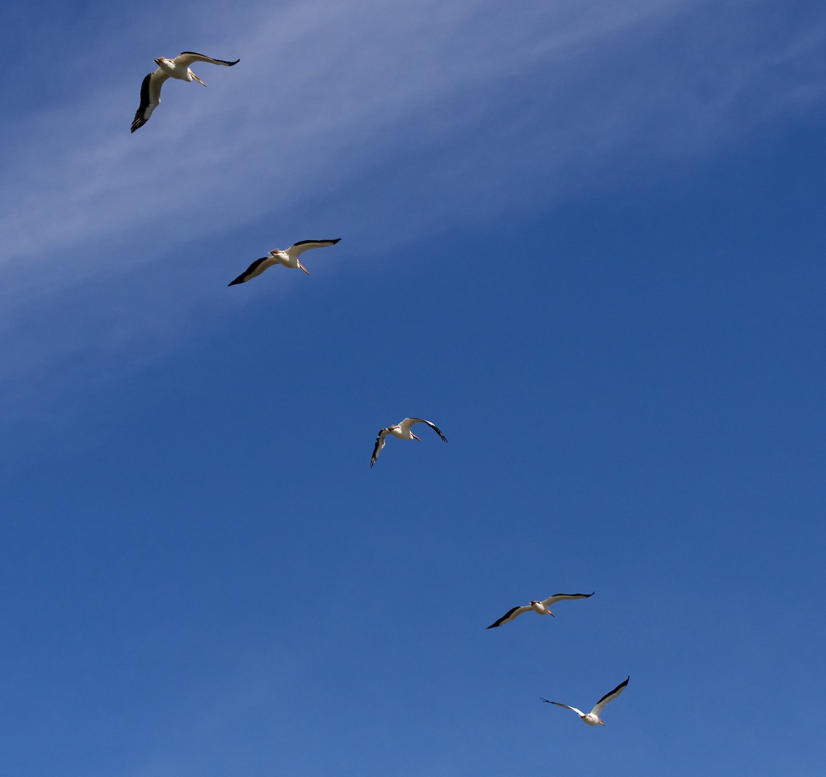 American White Pelican - ML458584841