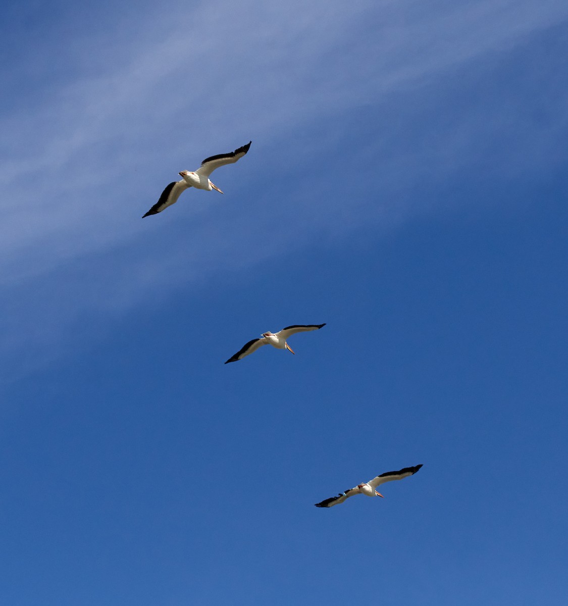 American White Pelican - ML458584921