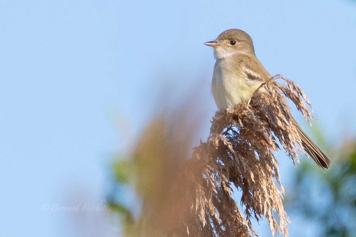 Willow Flycatcher - ML458585361