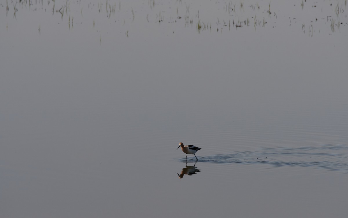 Avoceta Americana - ML458585461