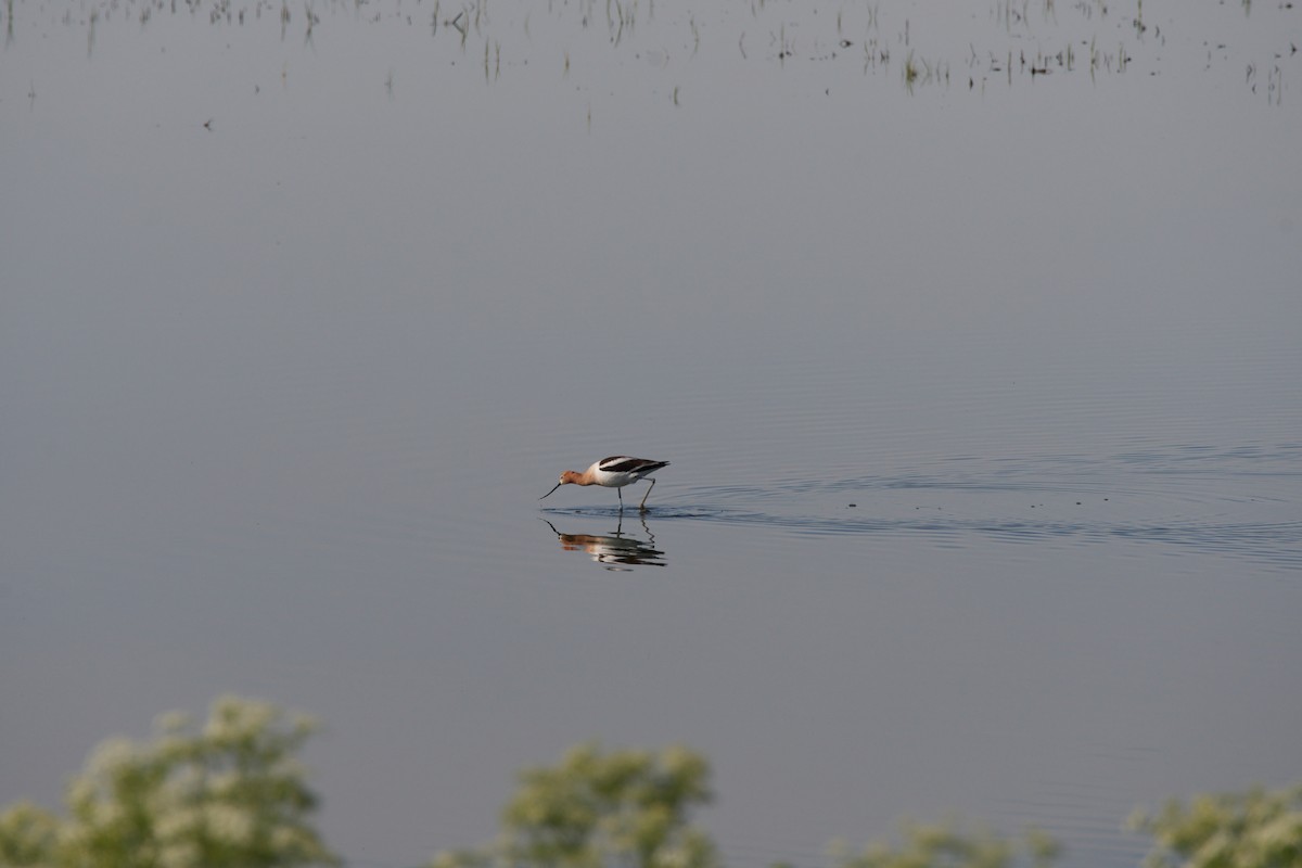 Avoceta Americana - ML458585471