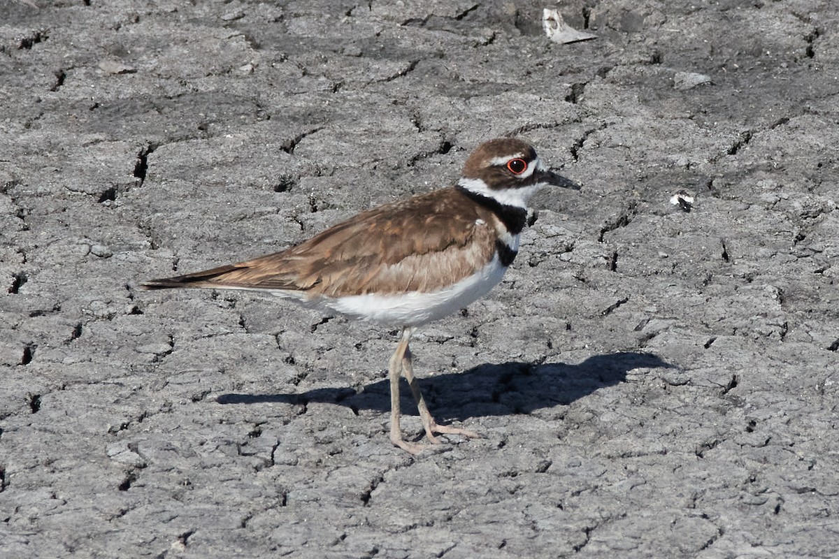 Killdeer - ML458585861