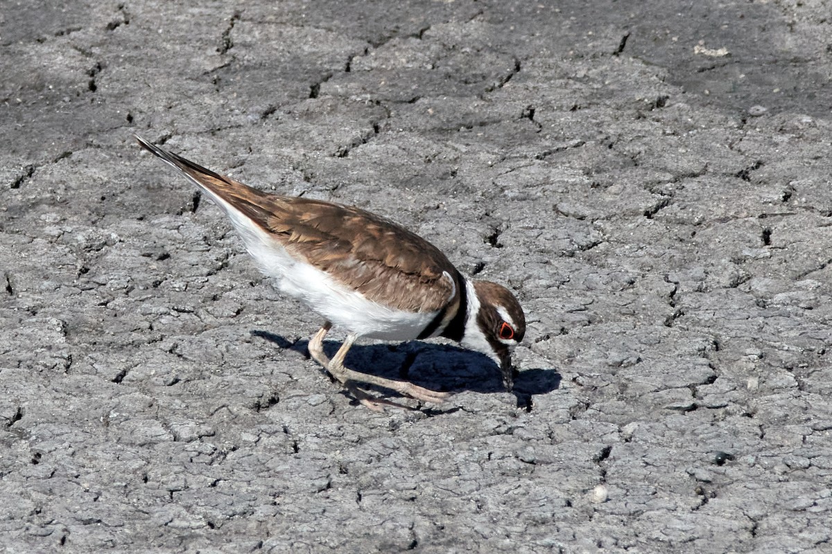 Killdeer - ML458585891