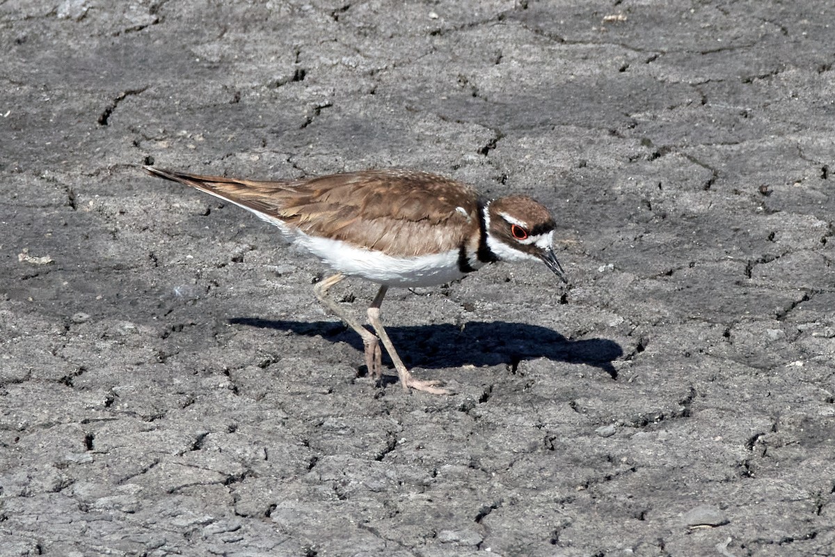 Killdeer - ML458585911