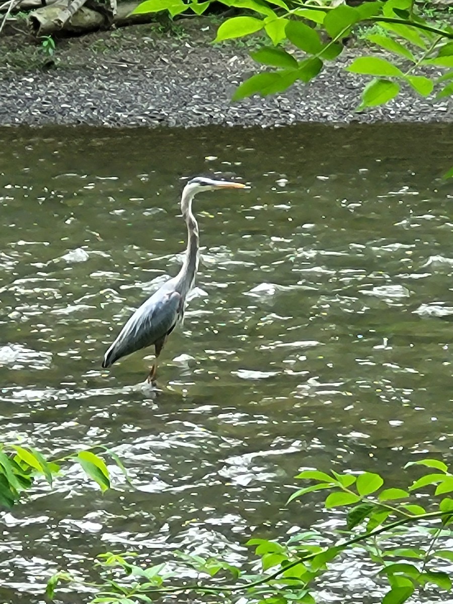 Great Blue Heron - ML458586121