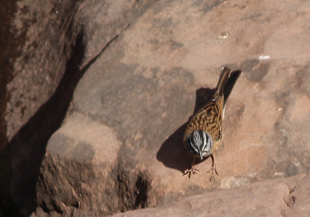 Rock Bunting - ML458586271