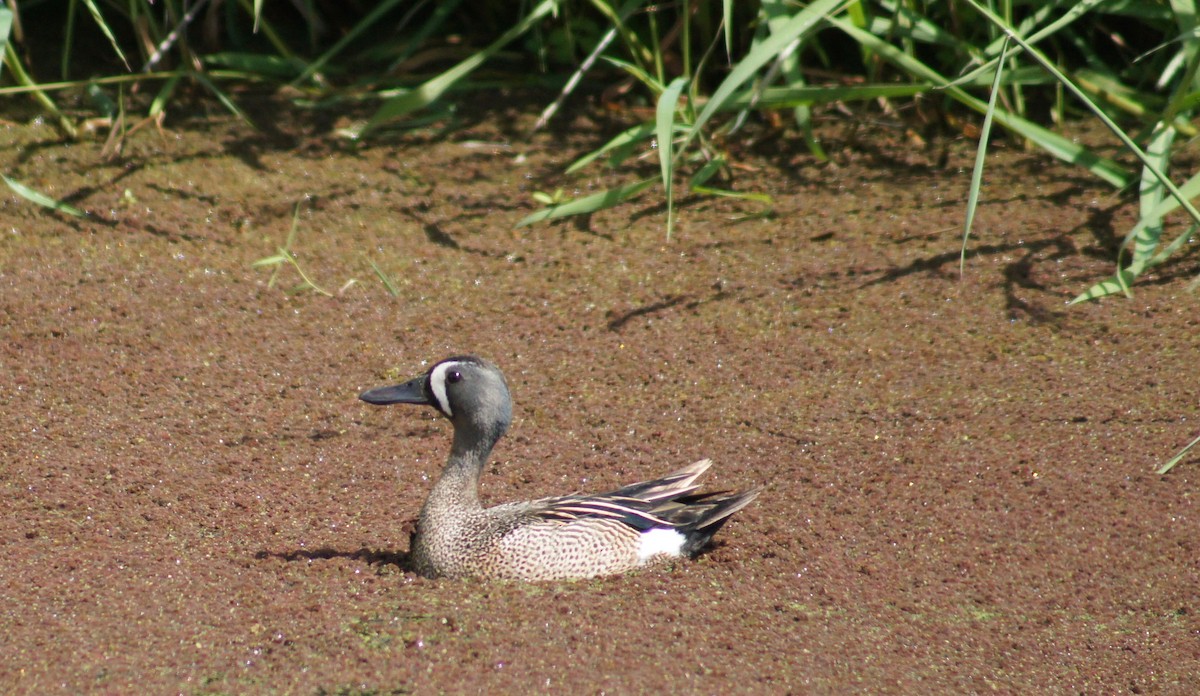 Blue-winged Teal - ML458586881