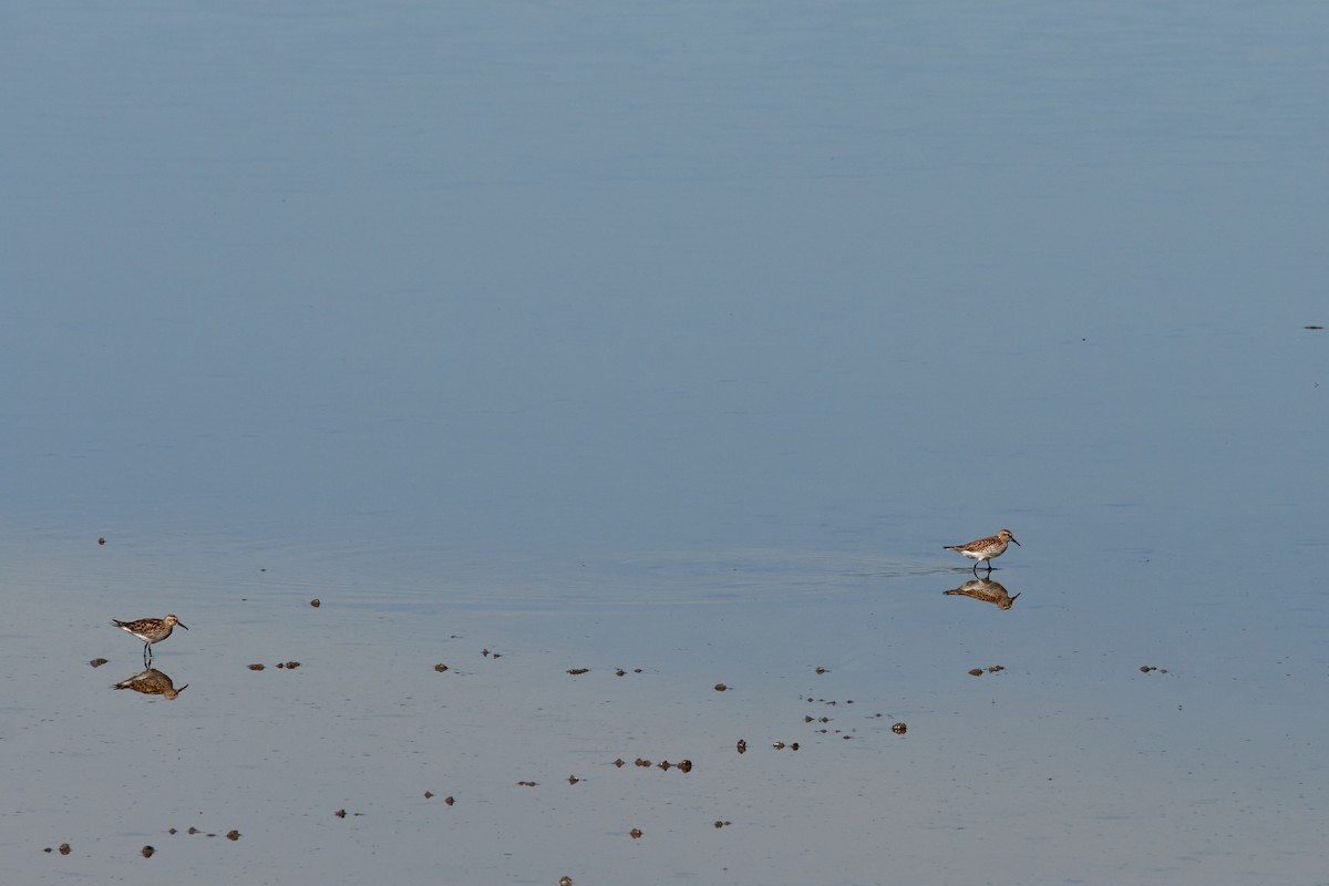 White-rumped Sandpiper - ML458586901