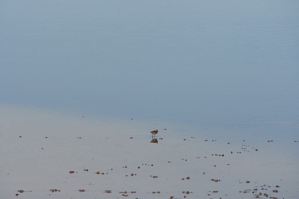 White-rumped Sandpiper - ML458586911