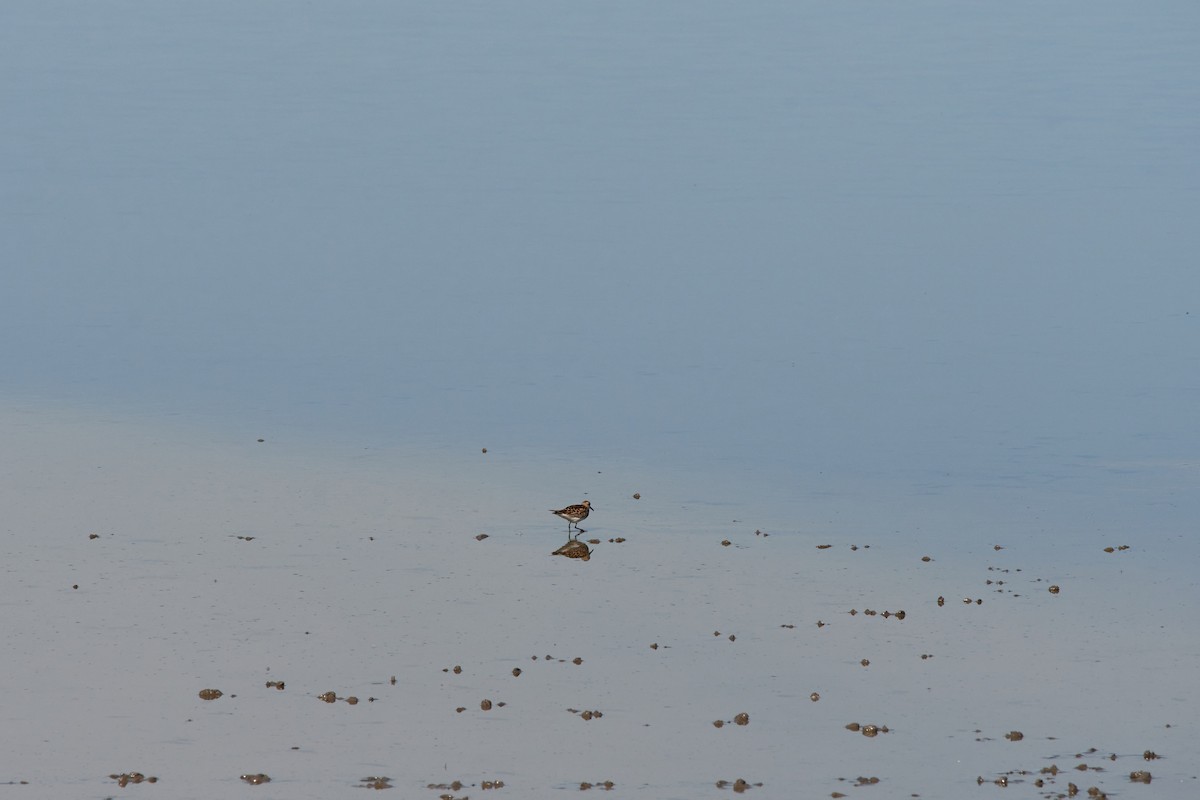 White-rumped Sandpiper - Rennie Selkirk