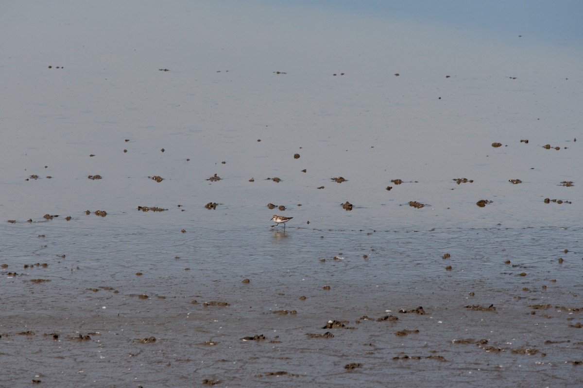 Semipalmated Sandpiper - ML458587141